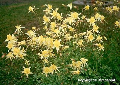  Aquilegia chrysantha Yellow Queen